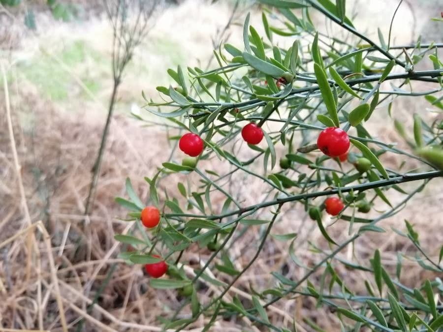 Guardalobo 5