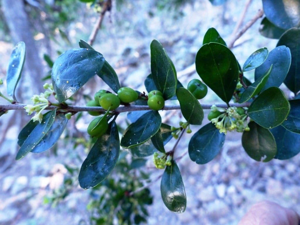 Emmenosperma 10