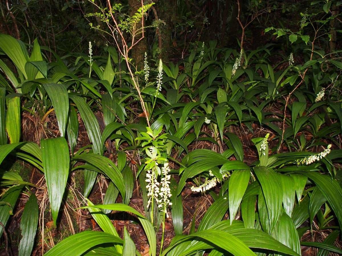Calanthe di Balansa 8