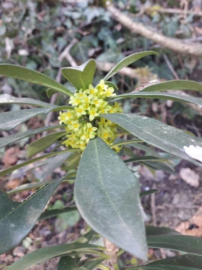 Olivella 7