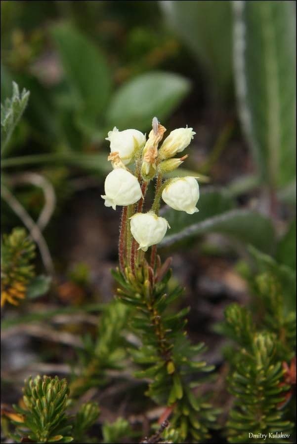 Phyllodoce aleutica