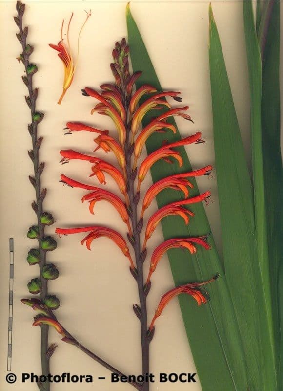 Chasmanthe aethiopica 21