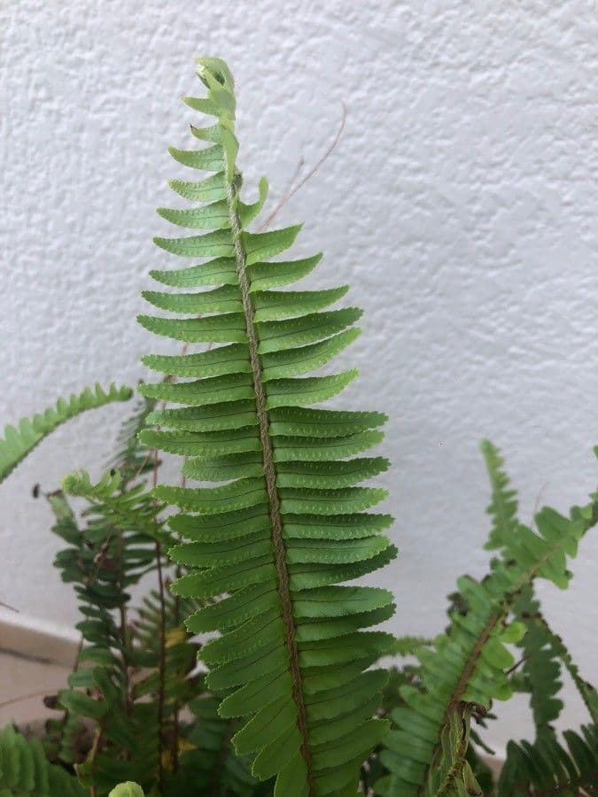 Nephrolepis cordifolia 10