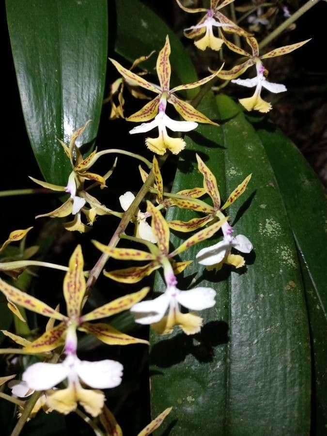 Epidendrum 5