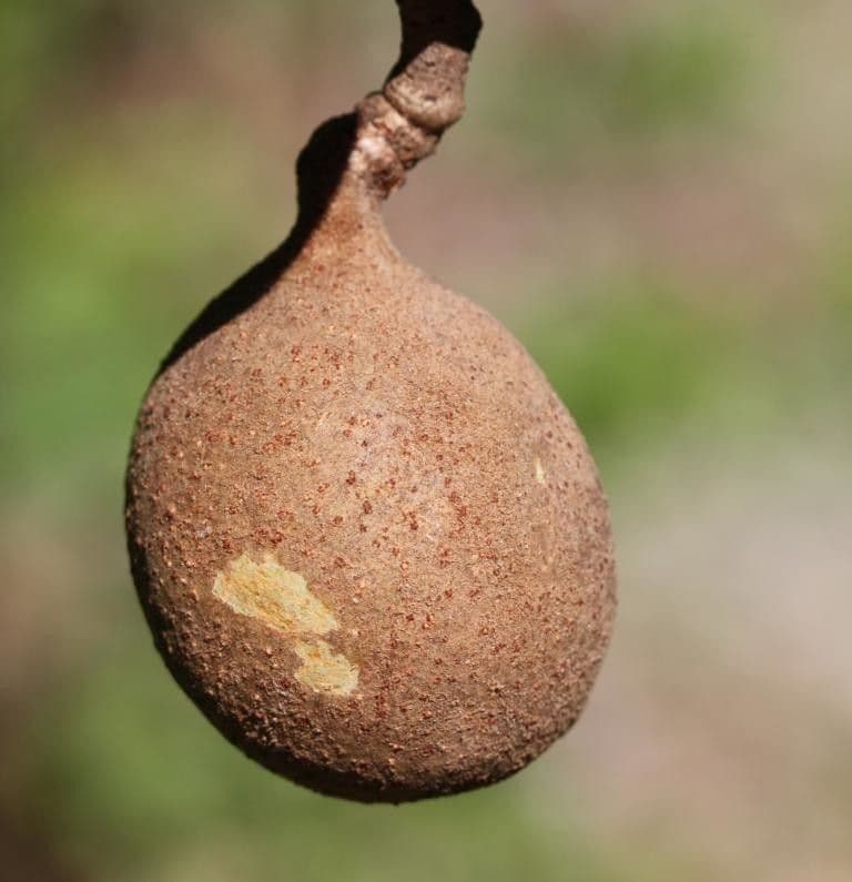 Acropogon