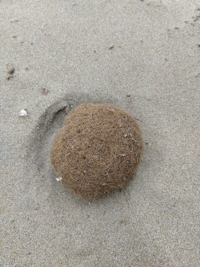 Posidonie mořská 15