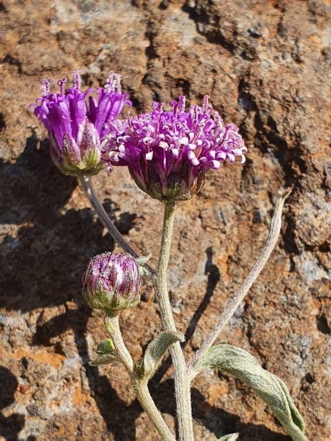 Gutenbergia 10