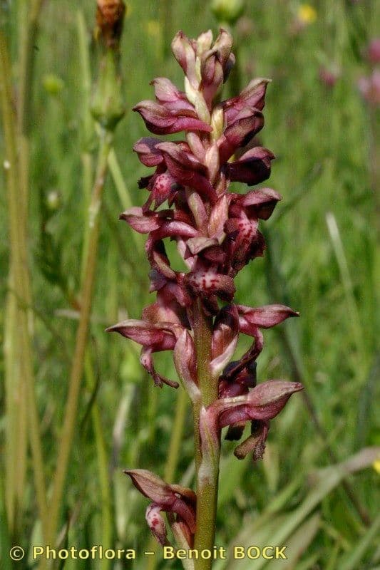 Orchide cimicina 21