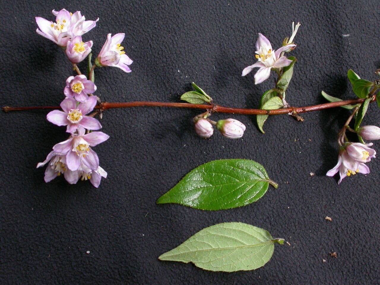 Deutzia 8