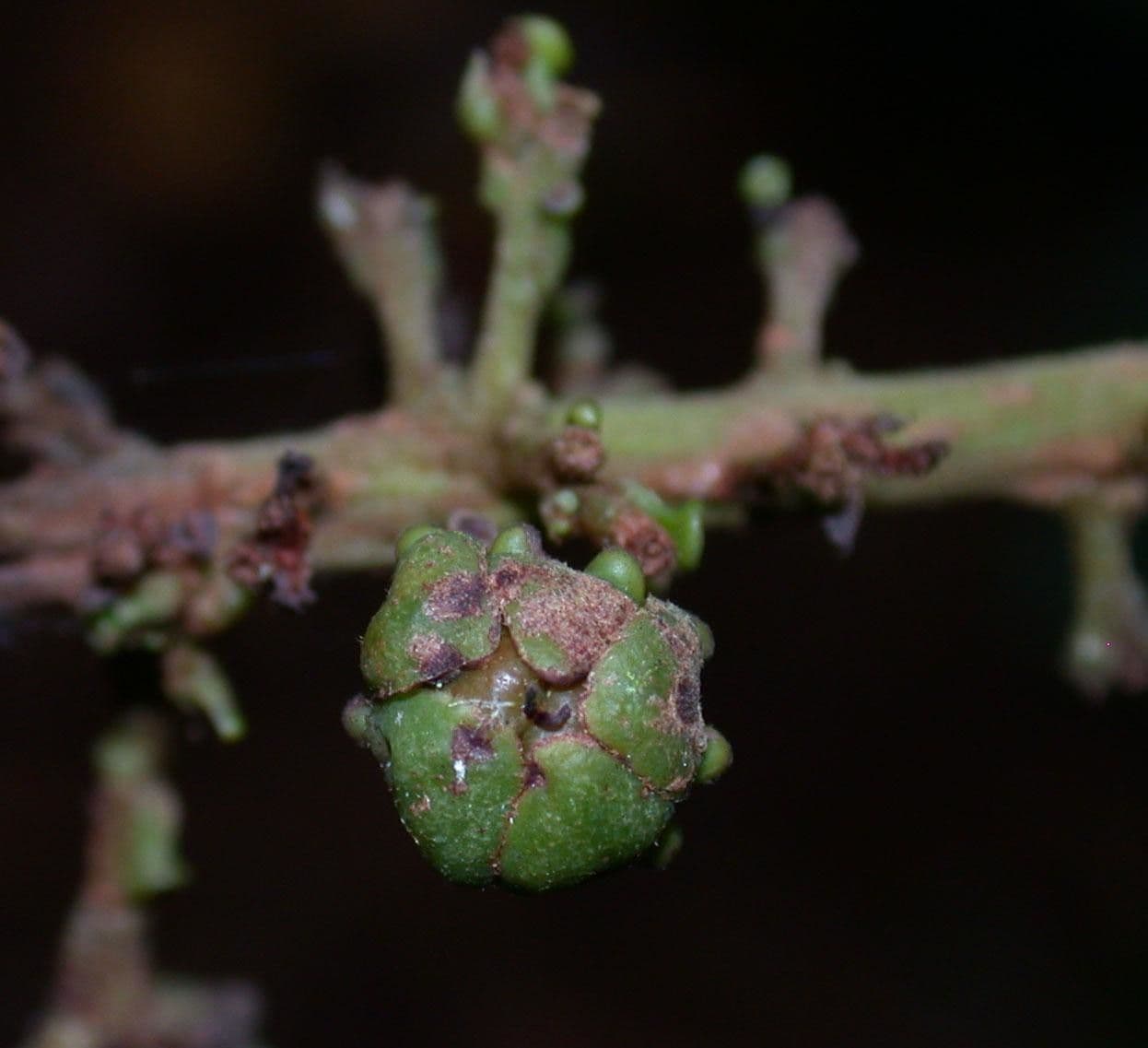 Spachea 7