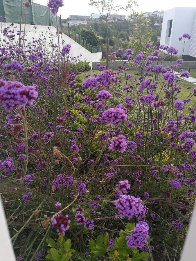 Verbena di Buenos Aires 12