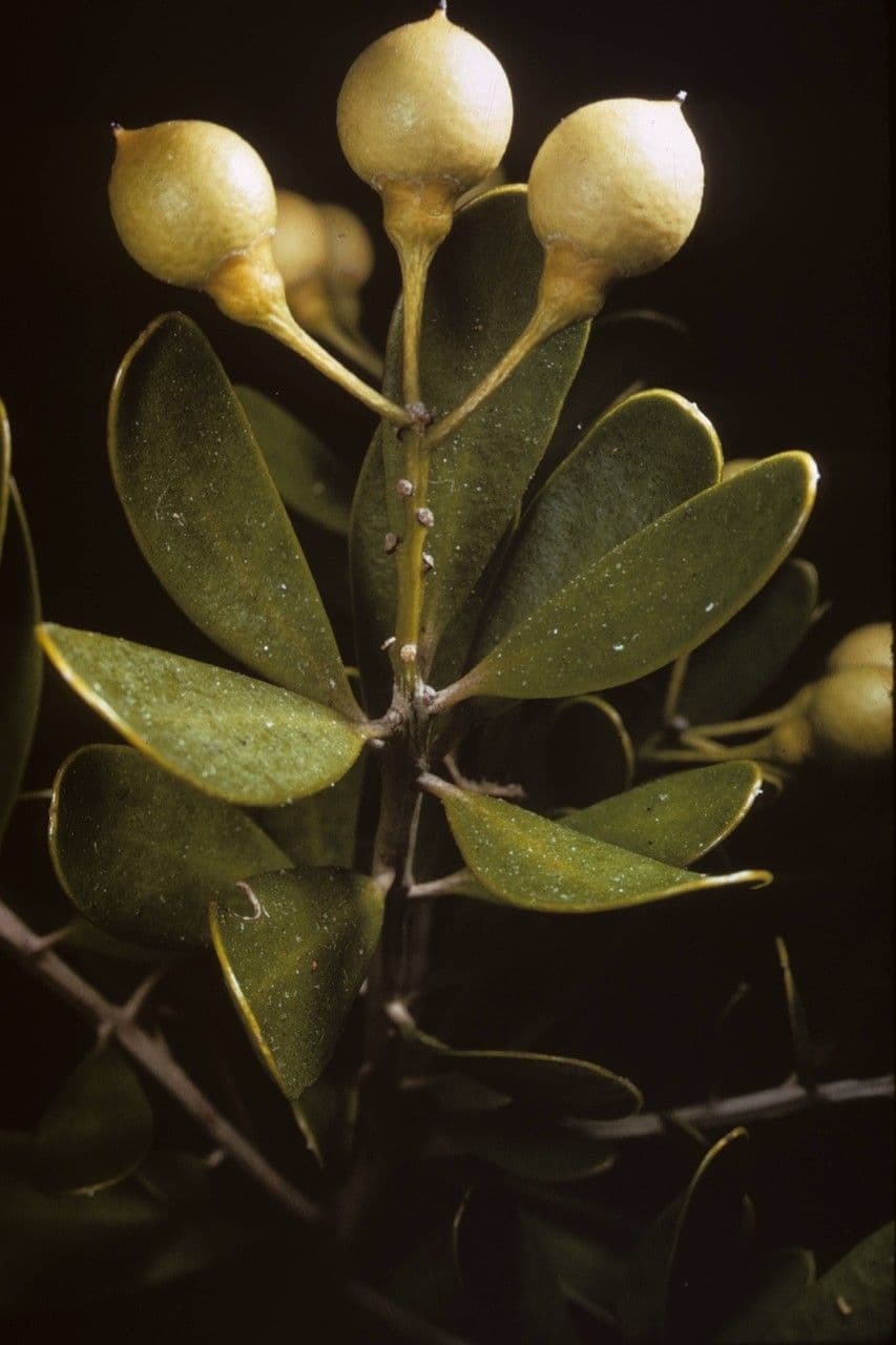 Jacquinia keyensis