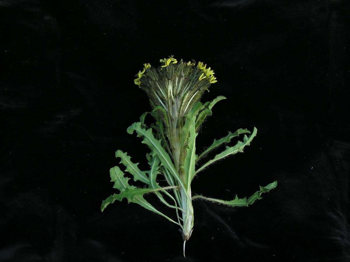 Soroseris 5