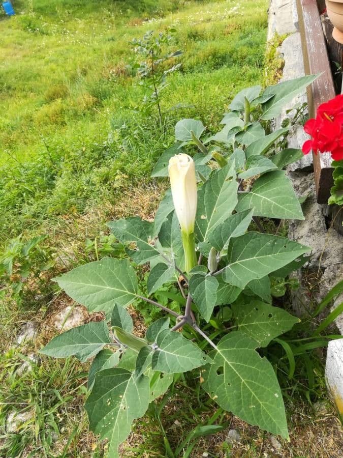 Datura di Wright 19