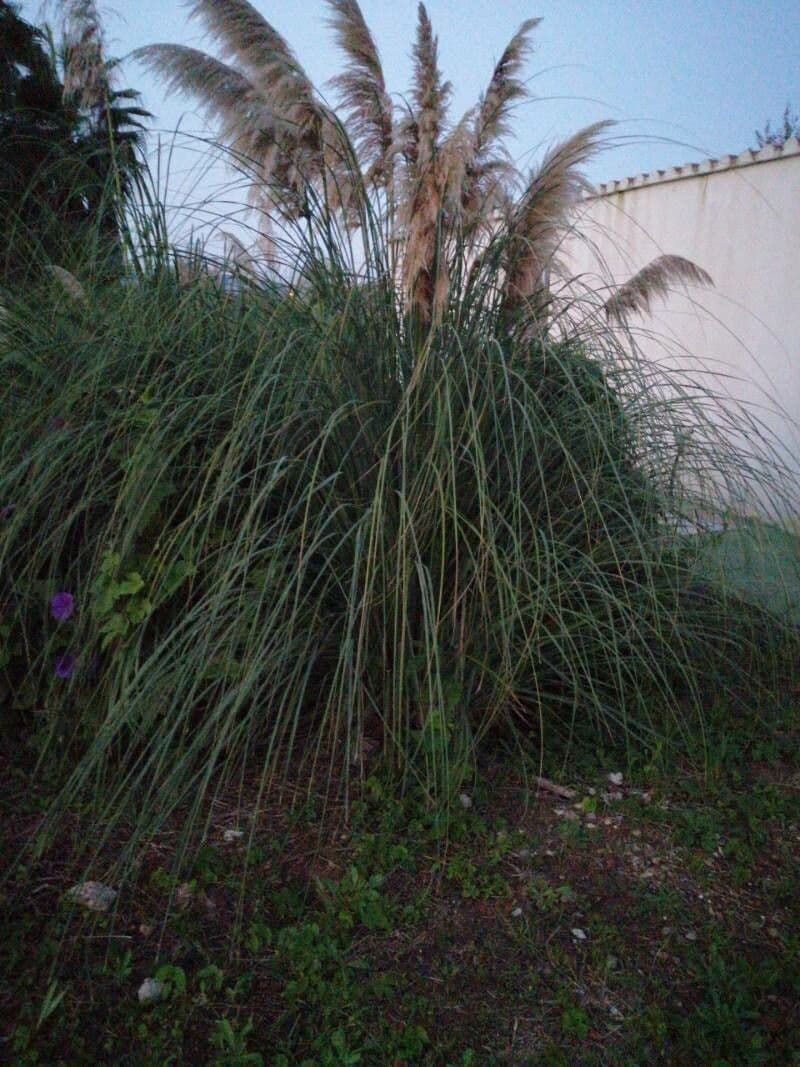 Saccharum 9