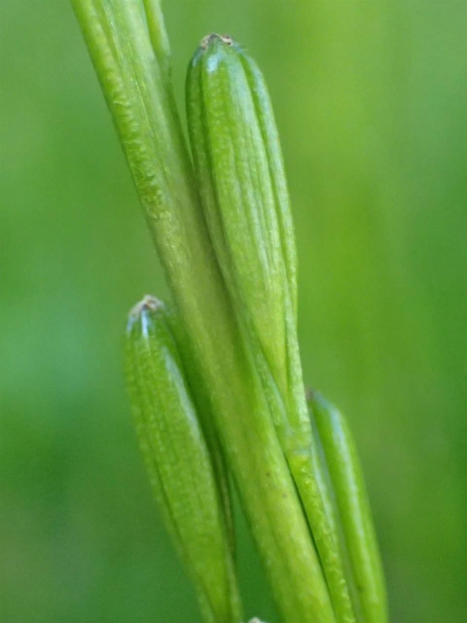 Giuncastrello palustre 4