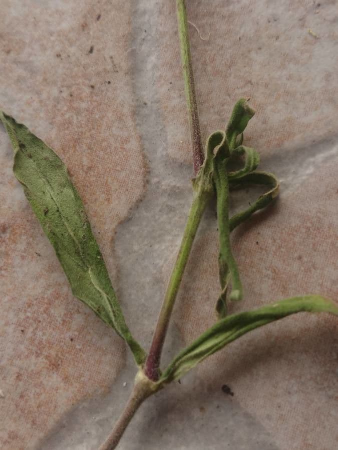 Mediterranean catchfly 16