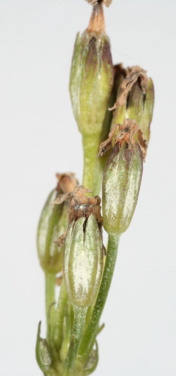 Primula di Laurent 3