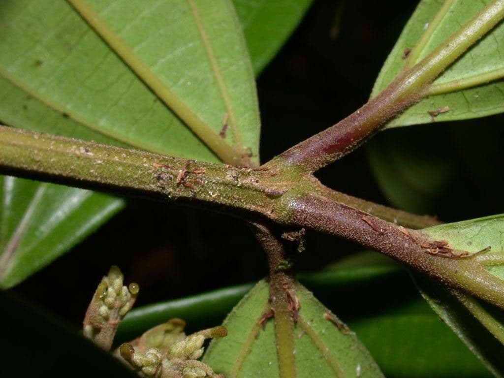 Miconia 21
