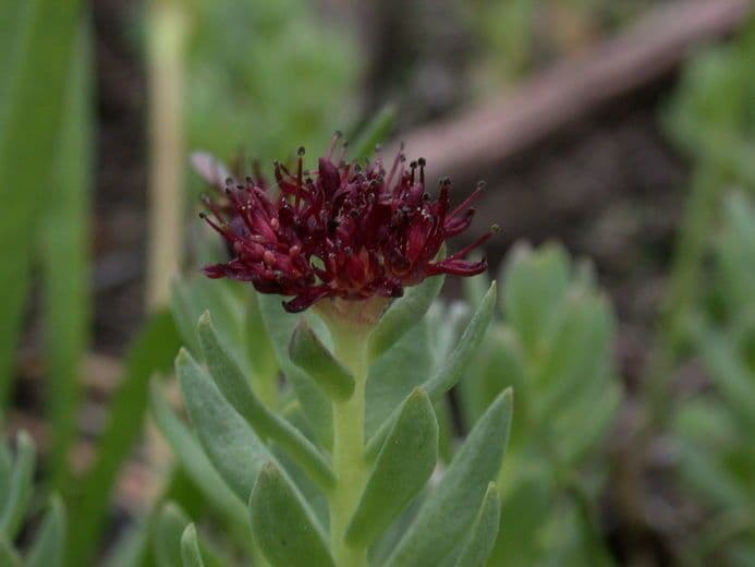 Rhodiola integrifolia 4