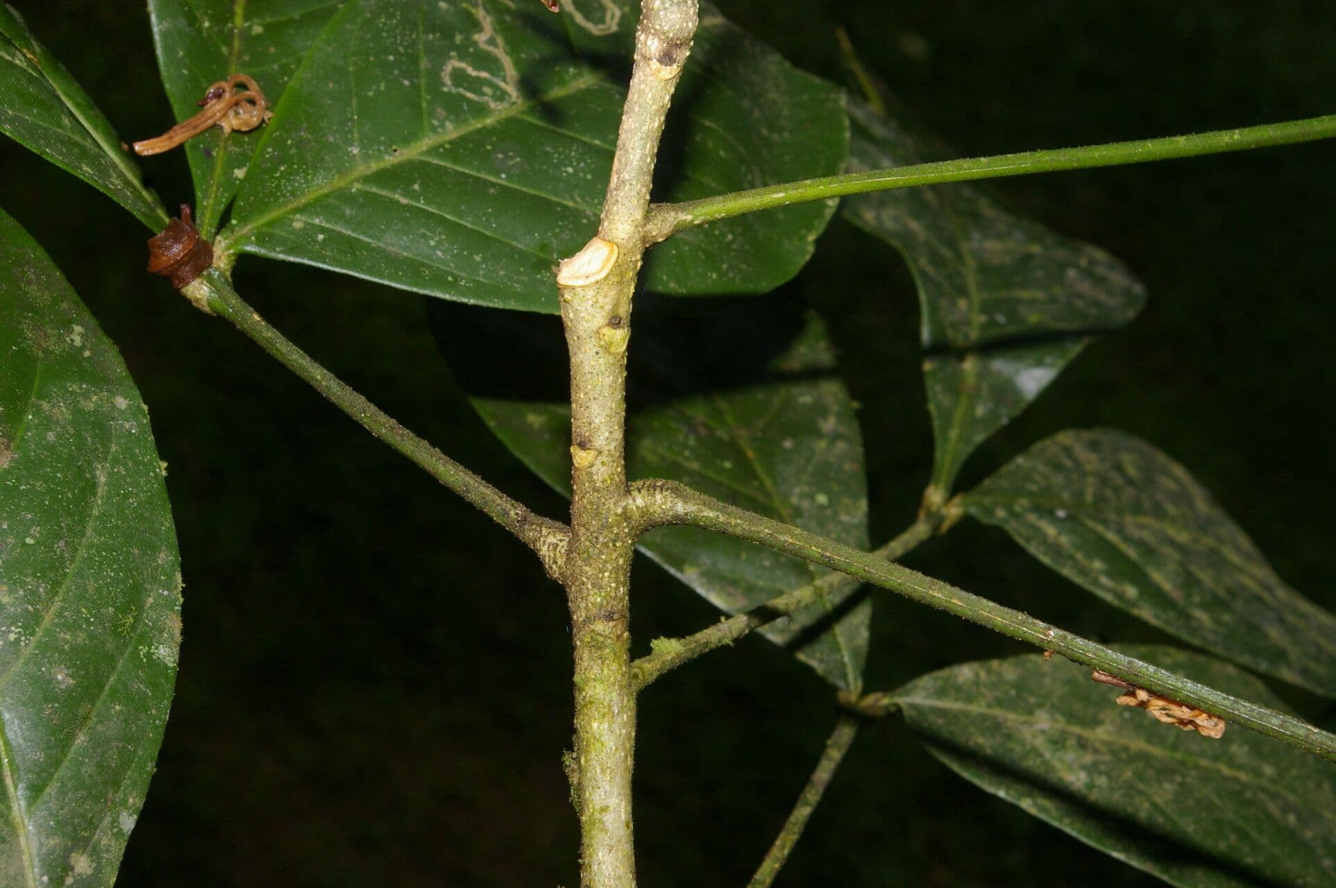 Angostura 15