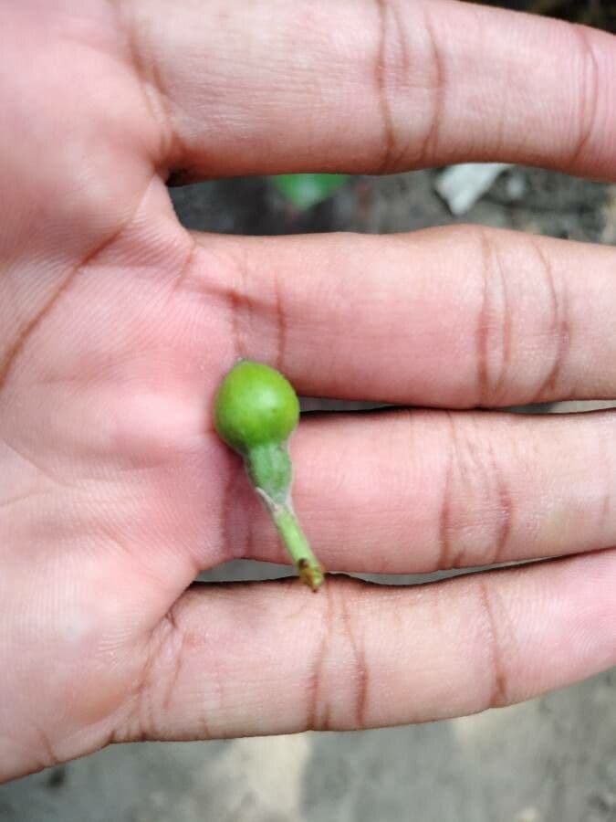 Calotropide gigante 4