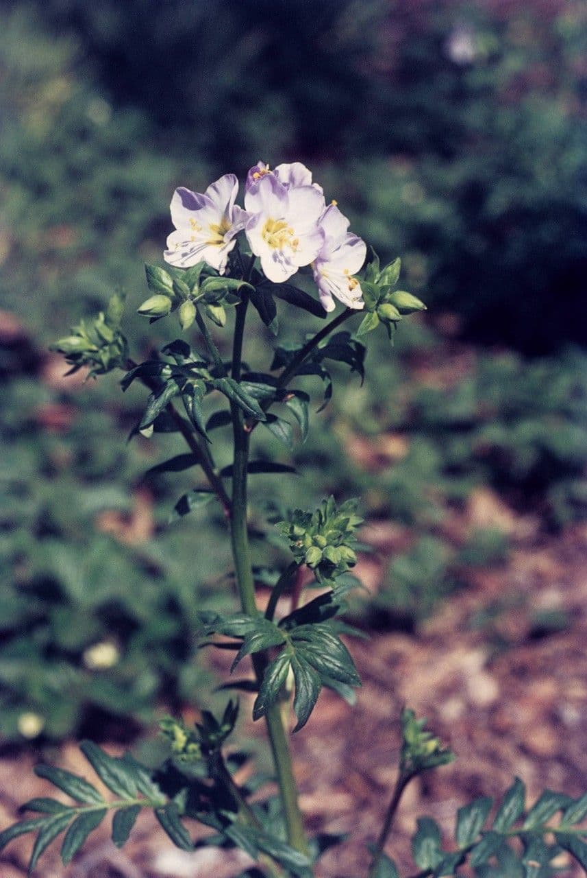 Polemonium 6
