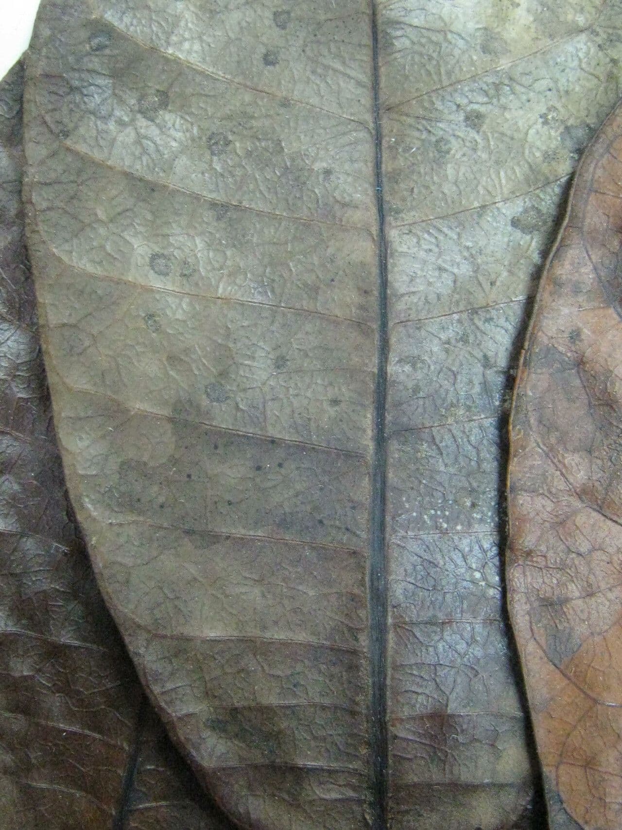 Himatanthus 17