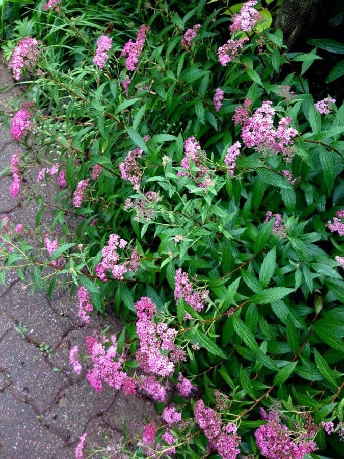 Spirea del Giappone 15
