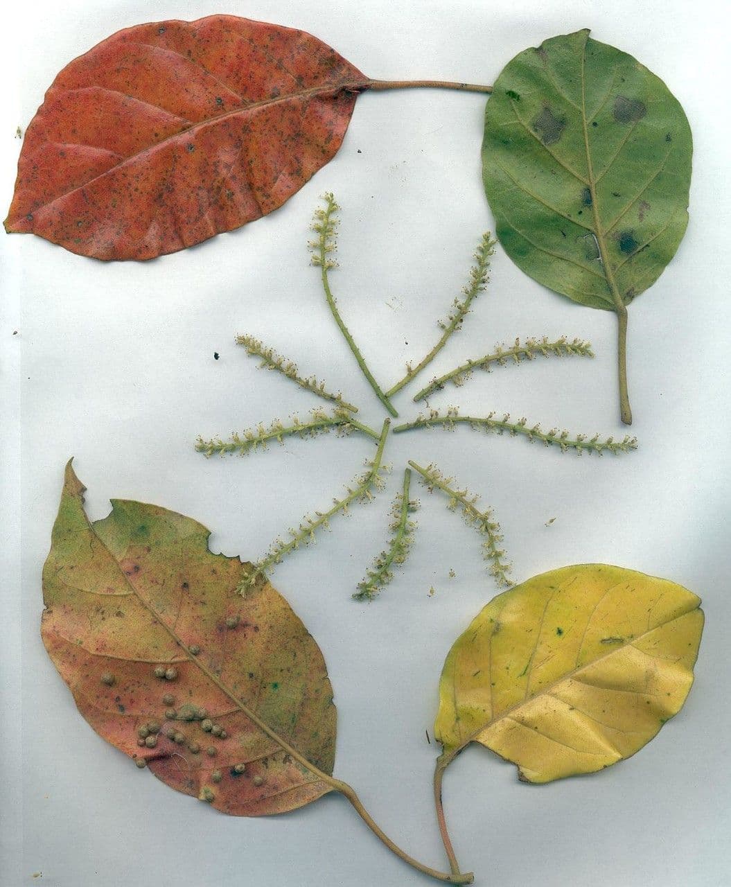 Hieronyma alchorneoides 12