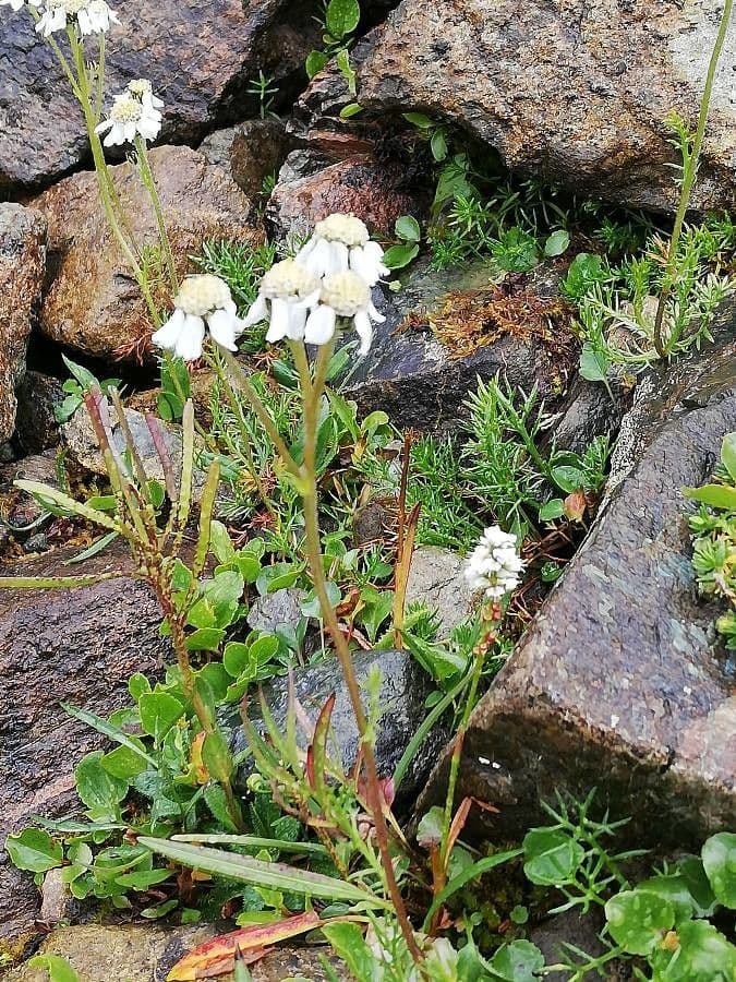 Achillea atrata 8