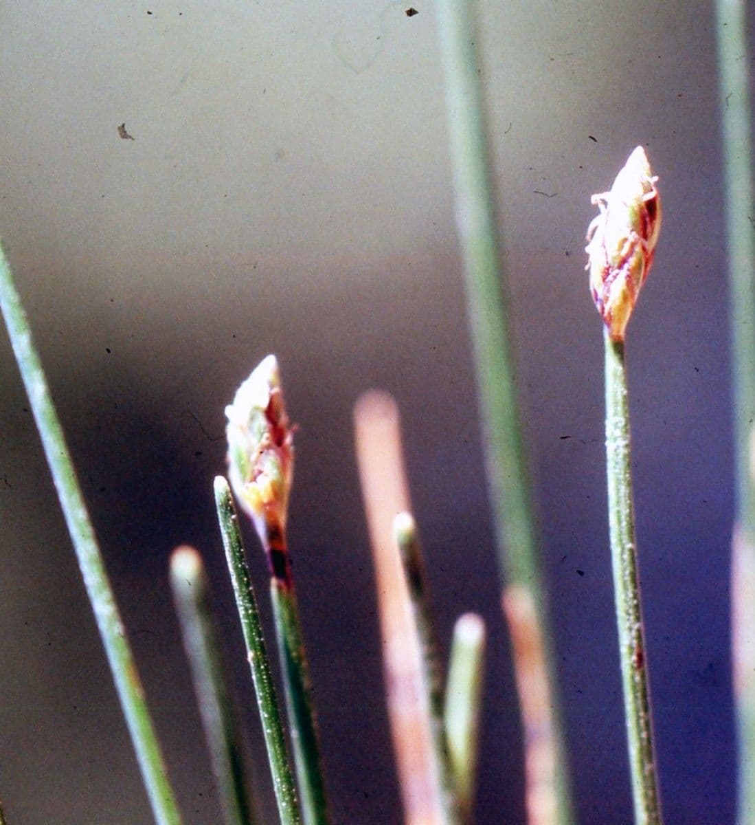 Sedge bonariensis 6