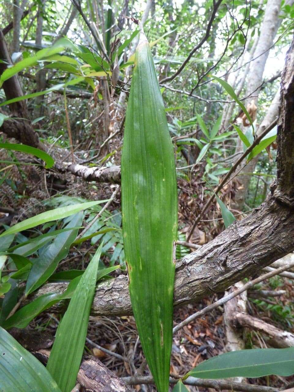 Eulophia 7