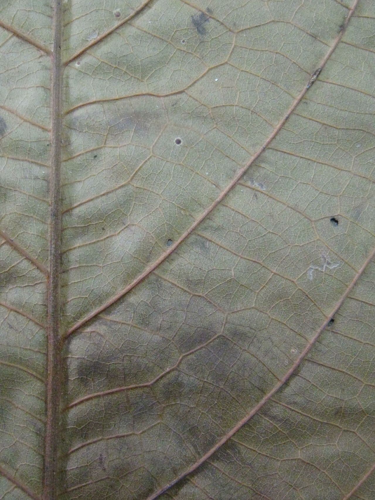 Ocotea tomentosa 7