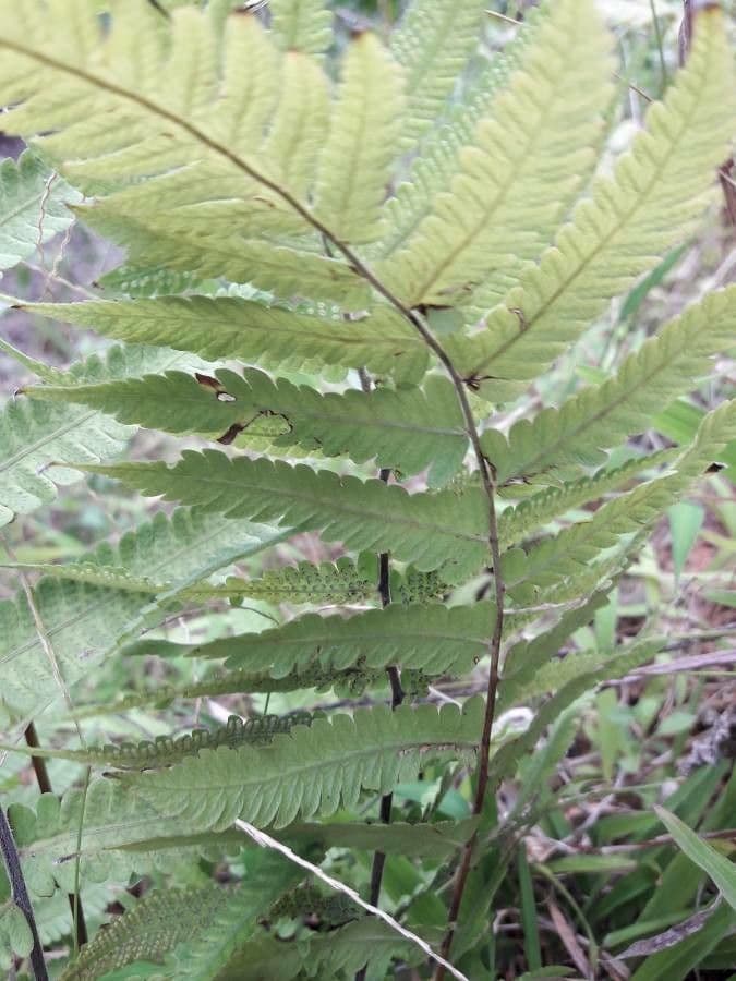 Macrothelypteris 2