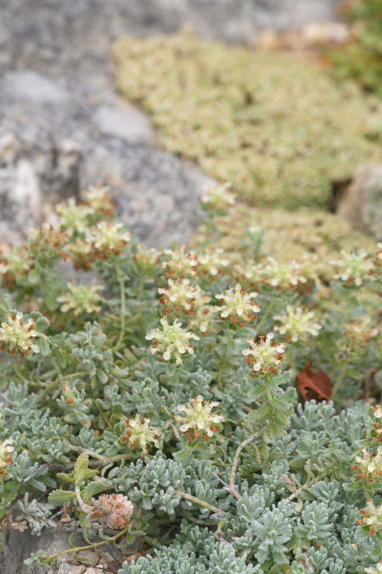Teucrium rouyanum