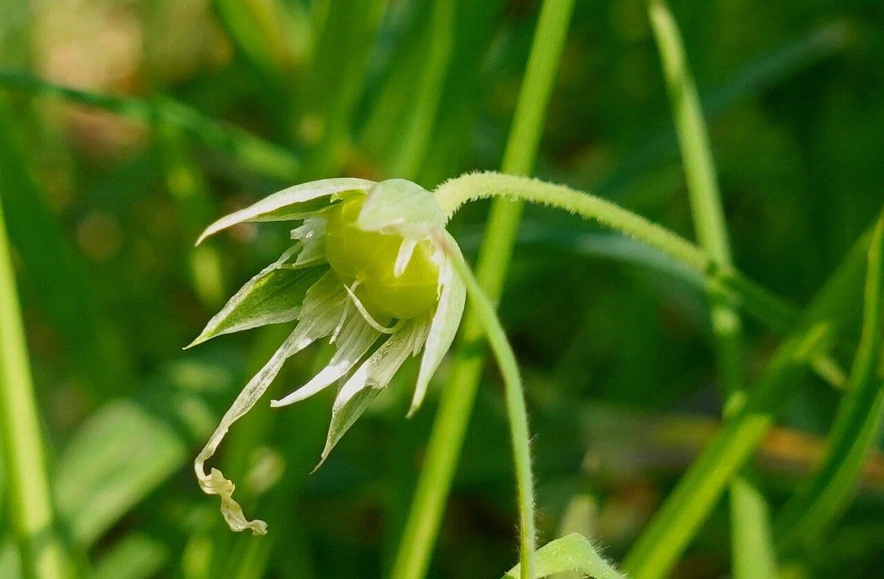 Echte Sternmiere 5