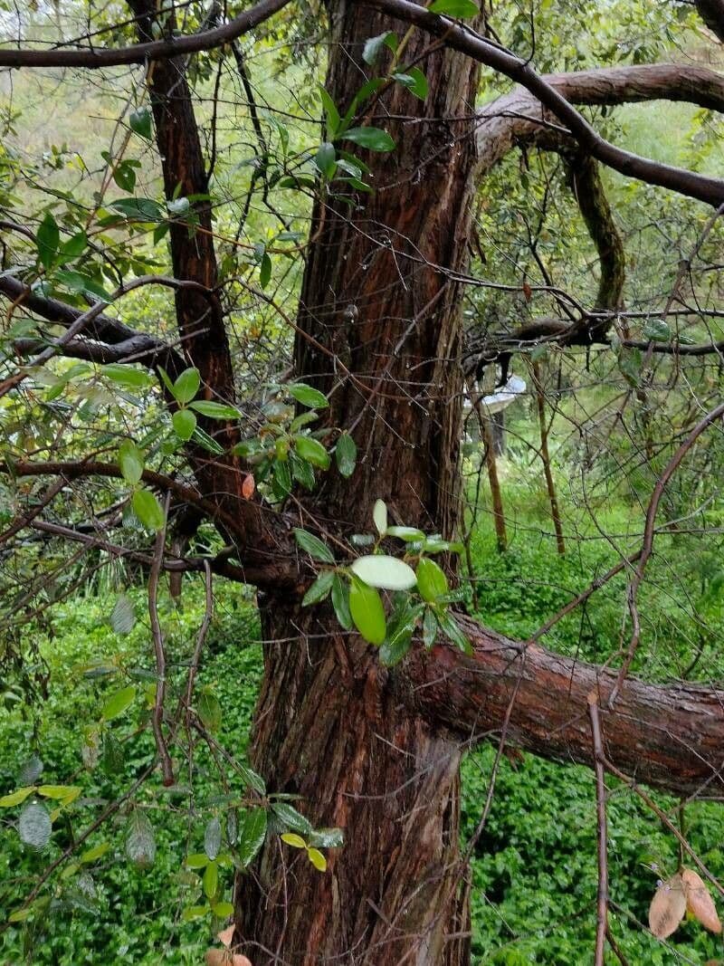 Syncarpia glomulifera 9
