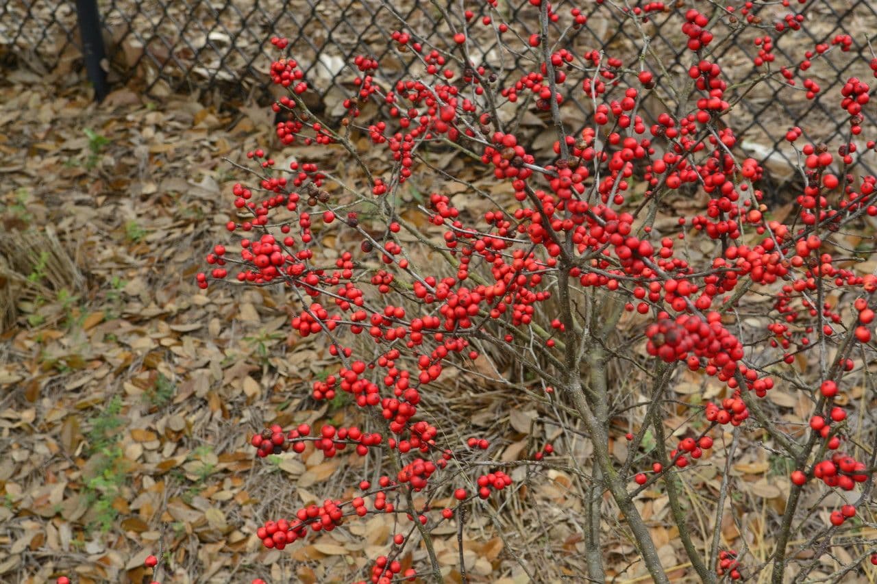 Ilex decidua 3