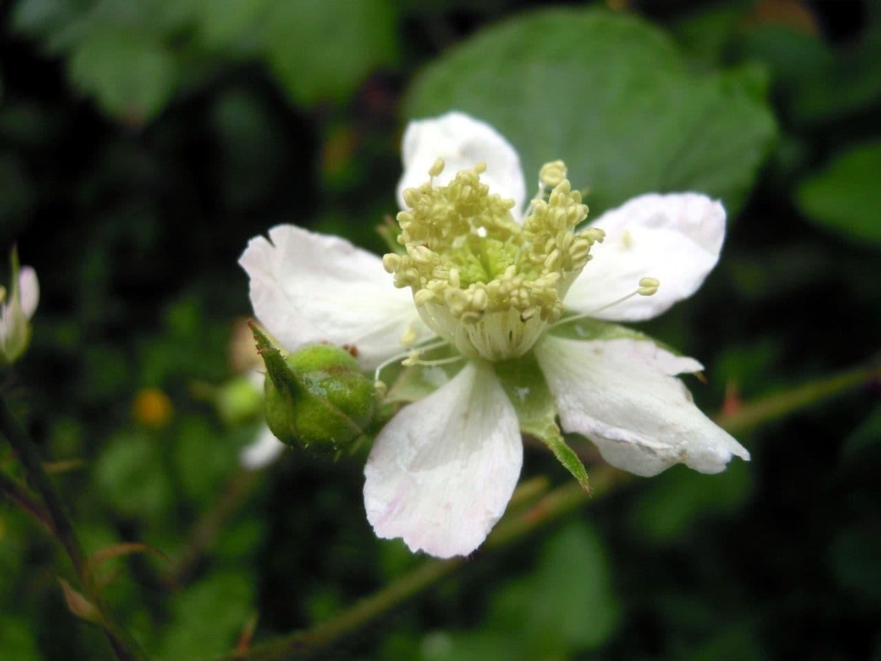 Mûrier à fleurs multiples 4