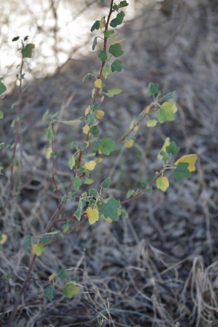 Ribes malvaceo 7