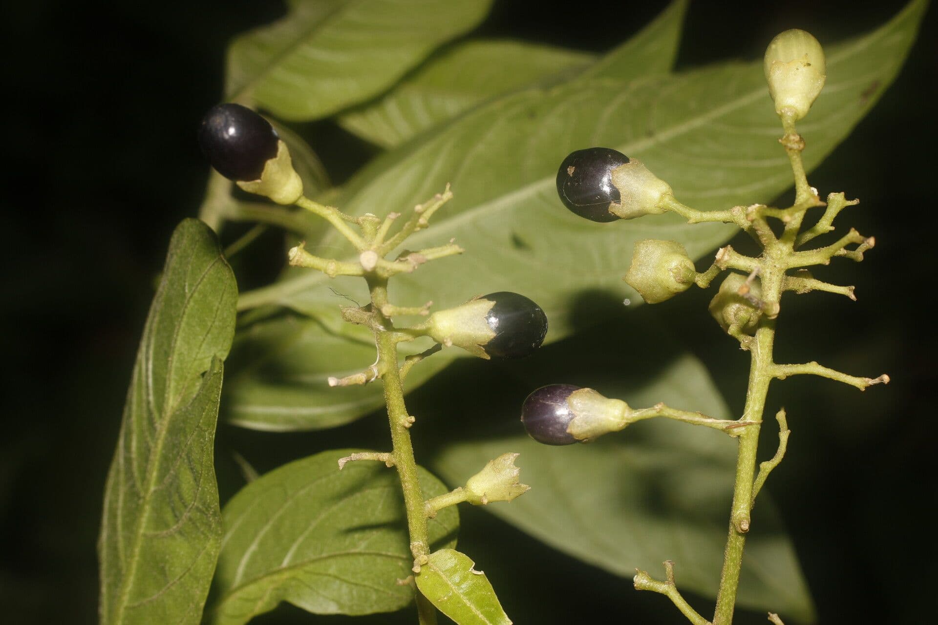 Cestrum 5