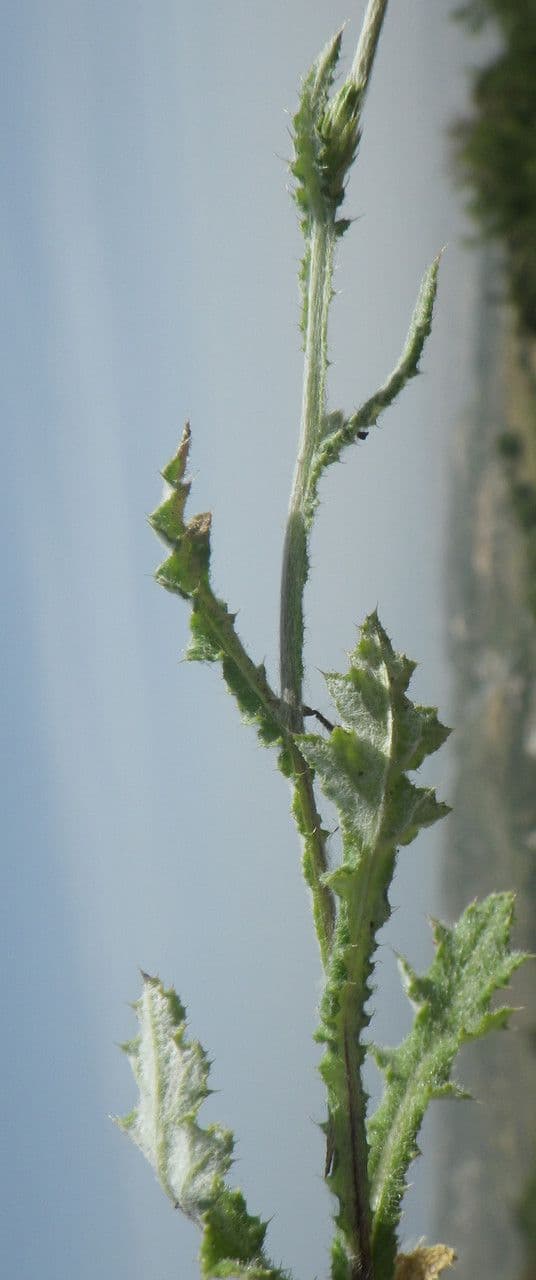 Cardo argentato 10