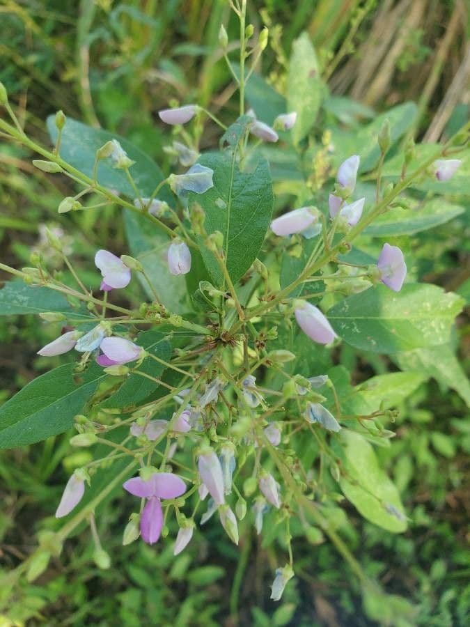 Desmodium paniculatum 7
