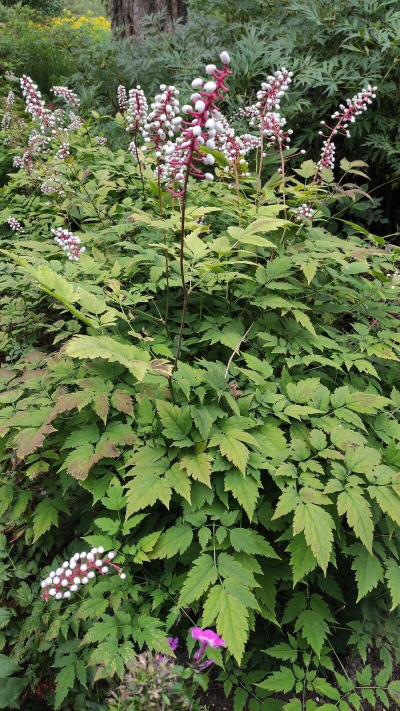 Astilbe rossa 9