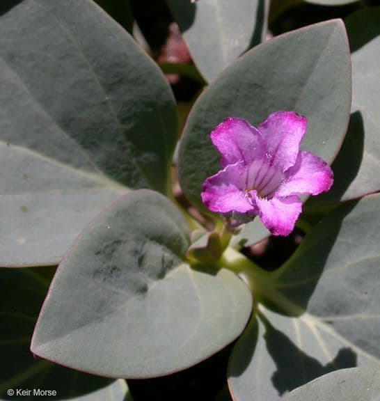 Cycladenia 4
