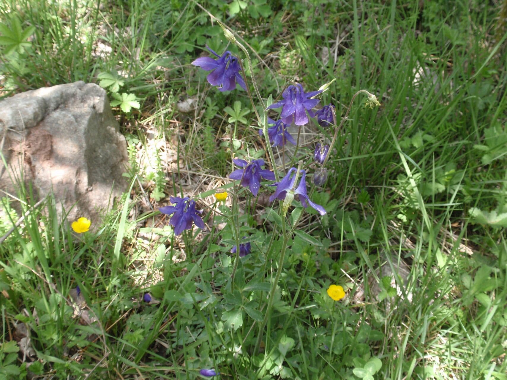 Aquilegia comune 11