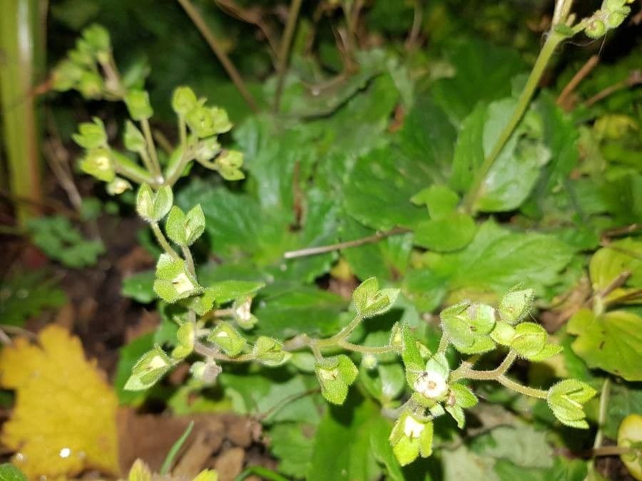 Calceolaria