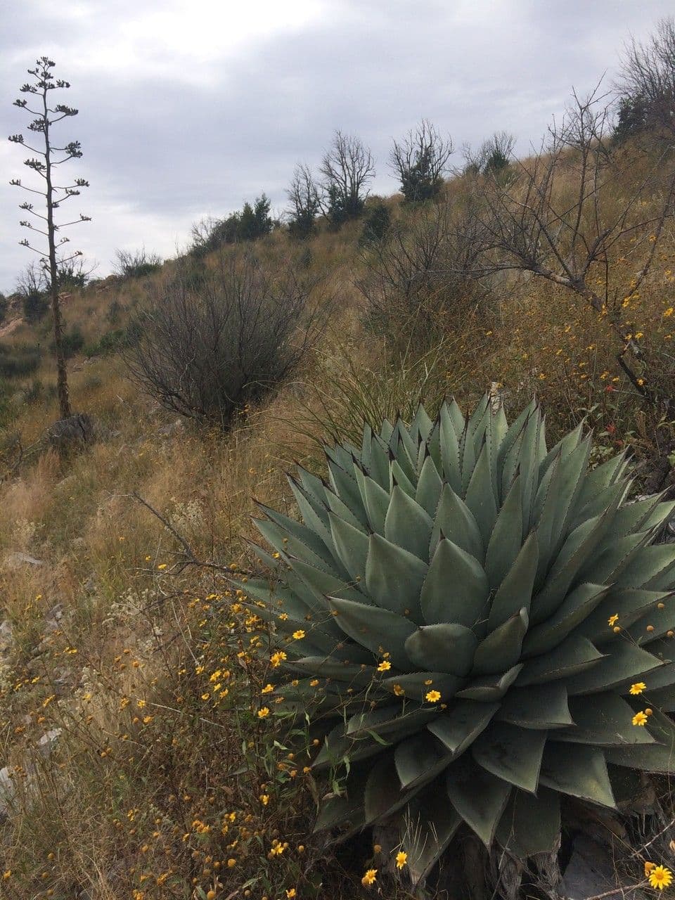 Agave di Parry 7