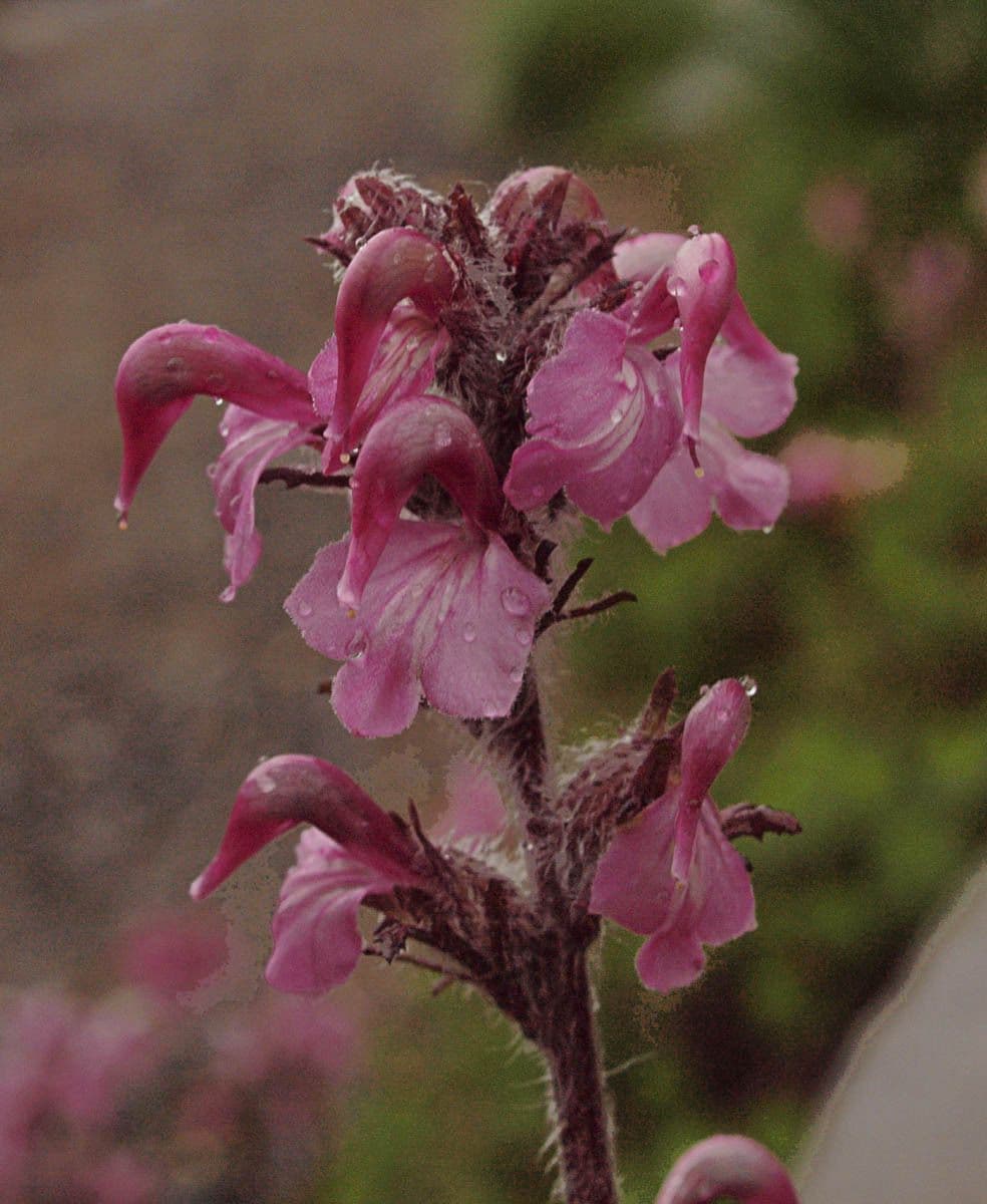 Pediculare